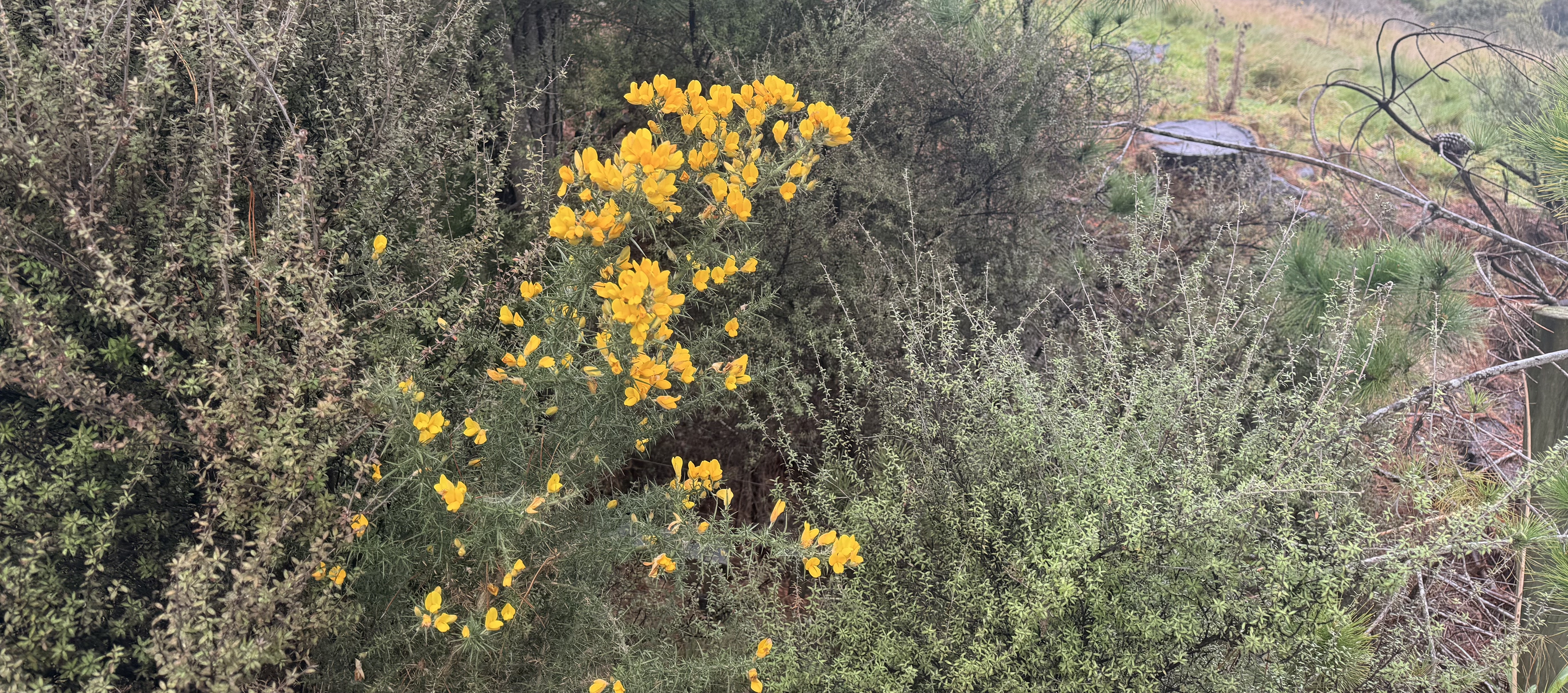 Gorse plant in Wellington