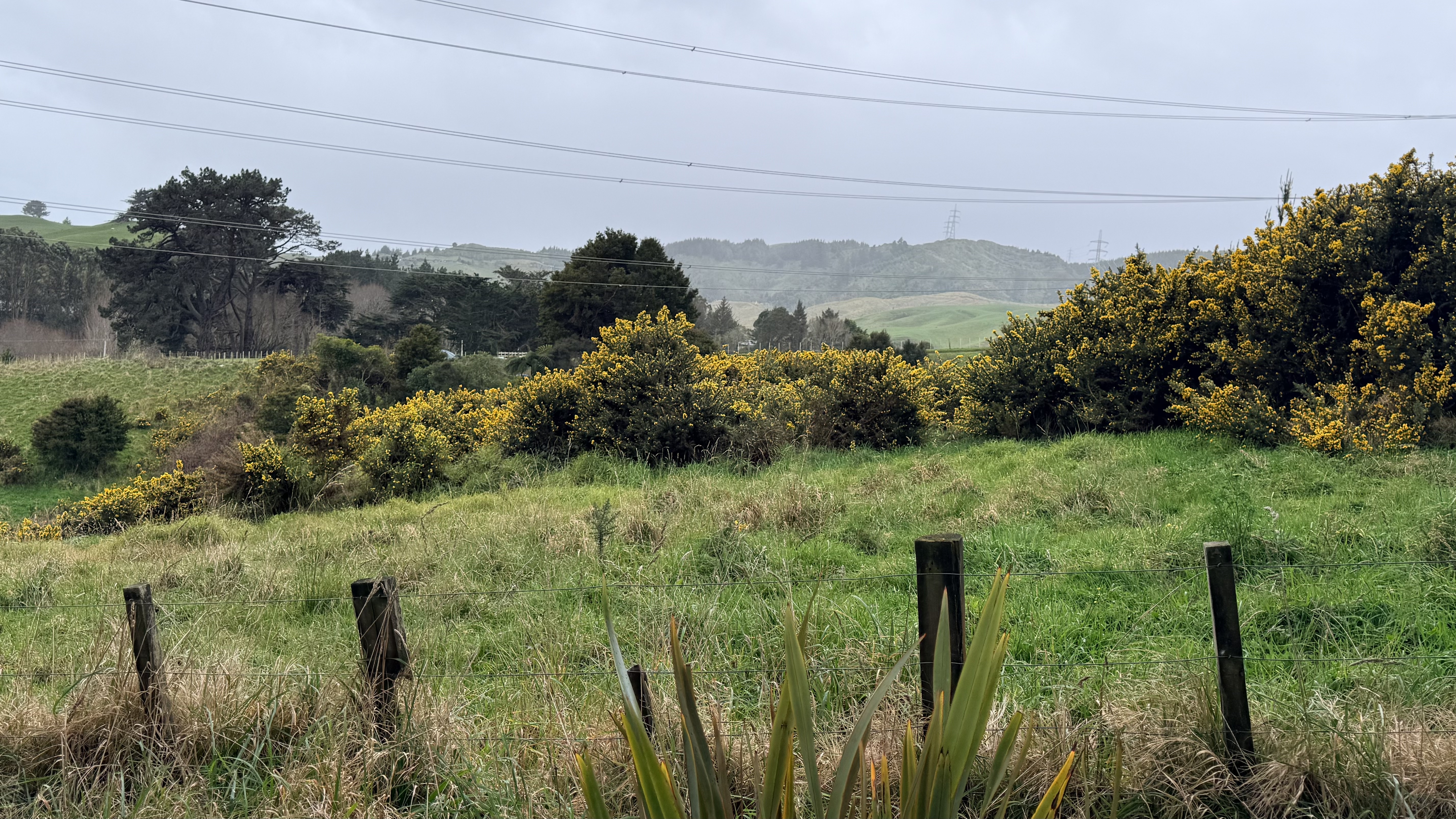Gorse plant in Wellington