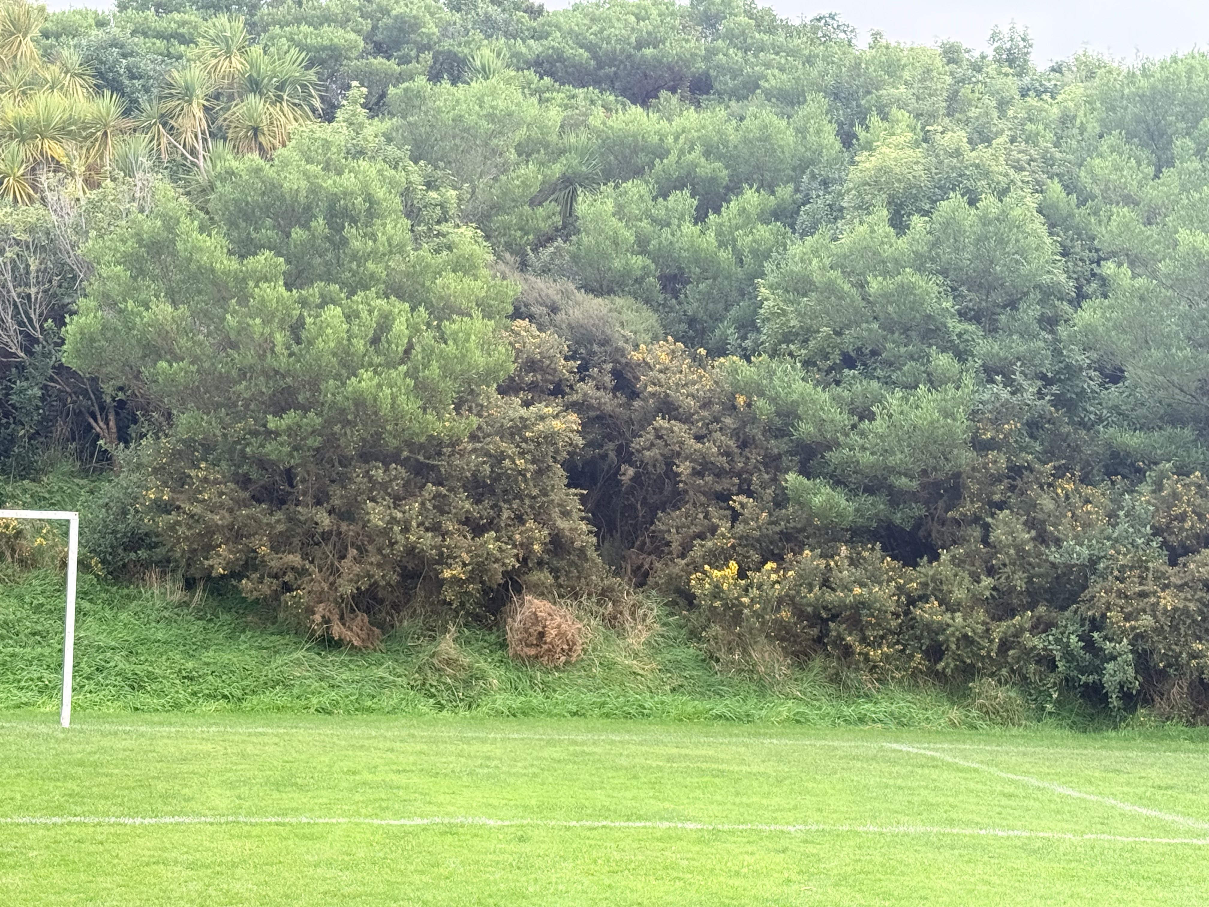 Gorse in Wellington