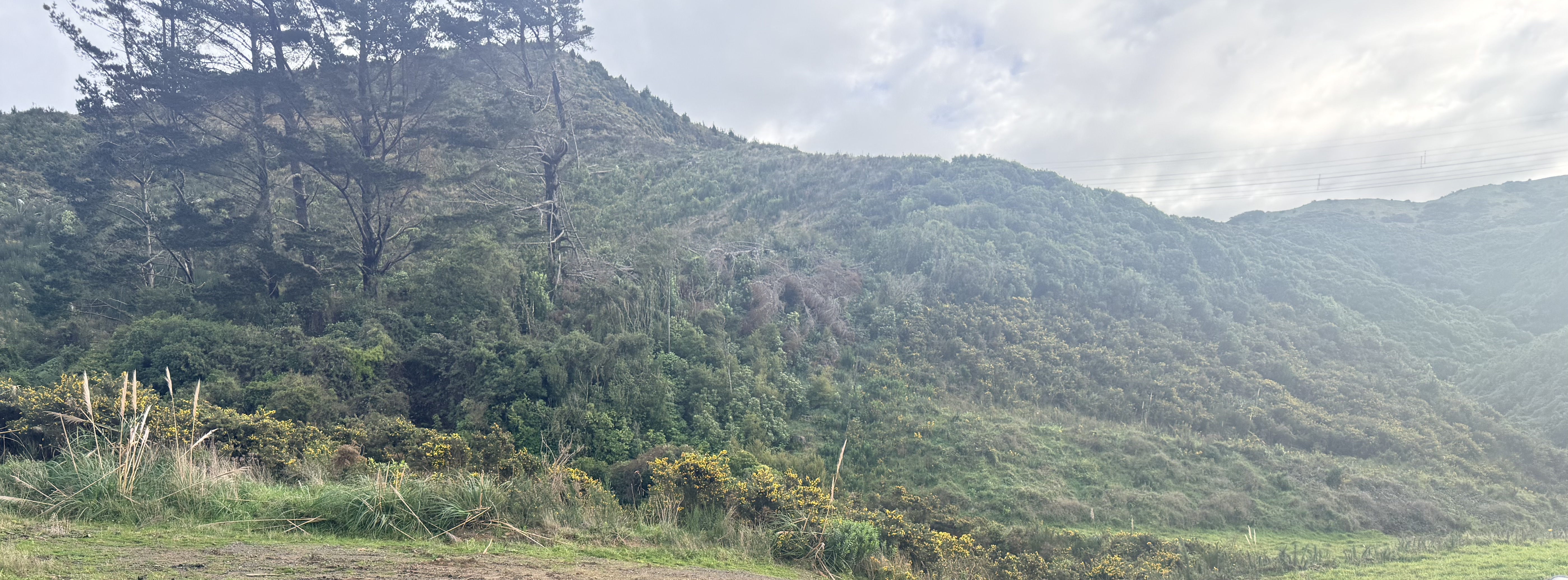 Wellington Hills Landscape