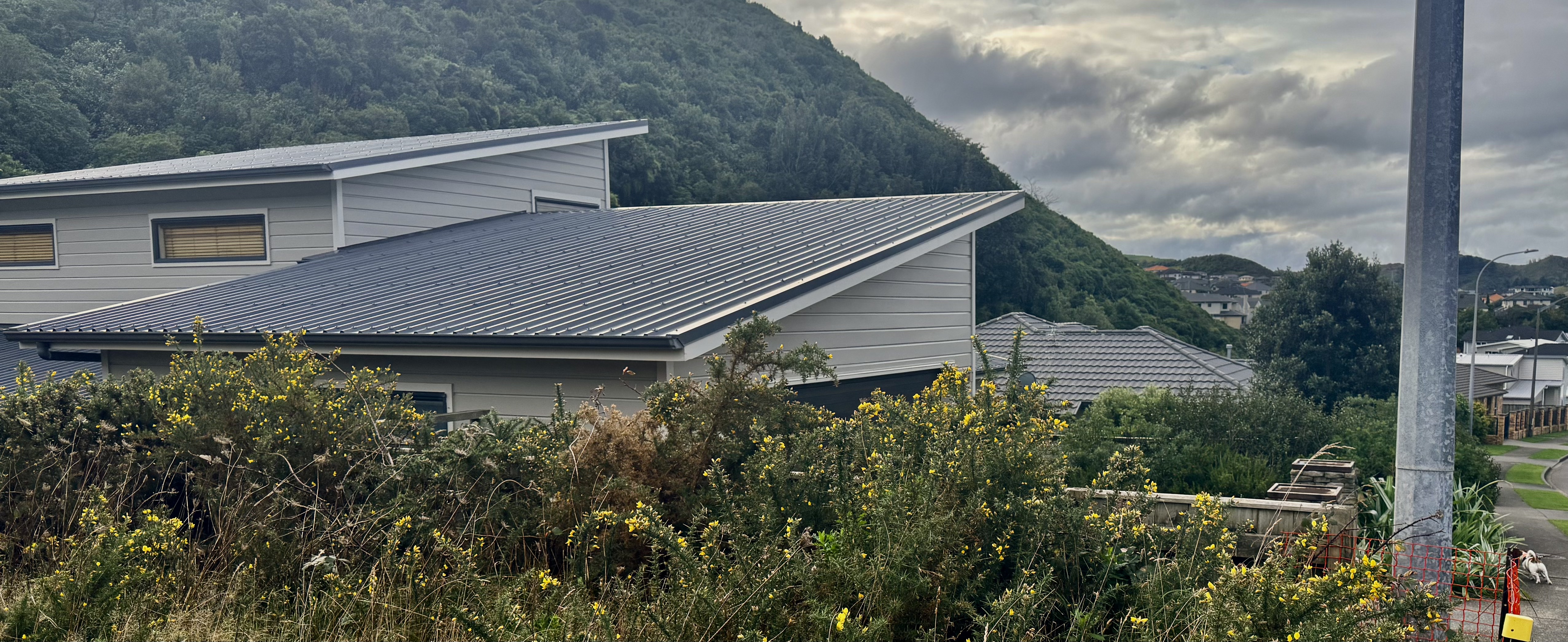 Gorse plant in Wellington